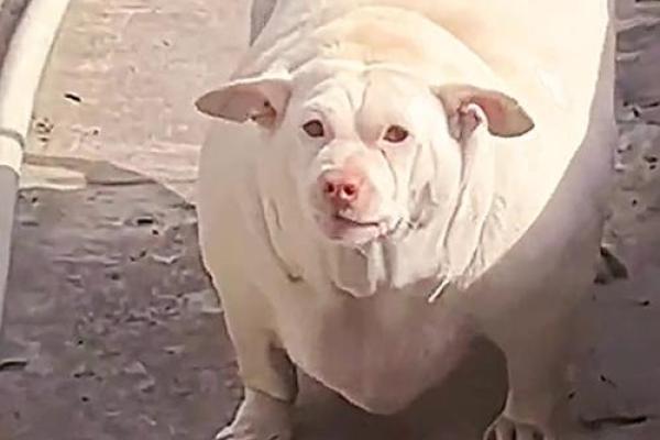 算命的说狗和猪好不好