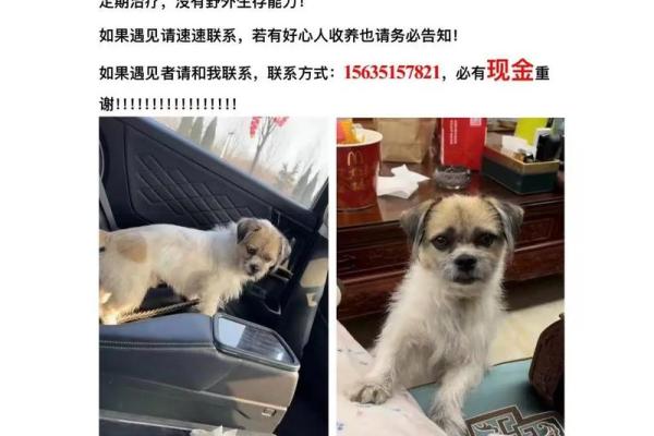 算命的说狗和猪好不好