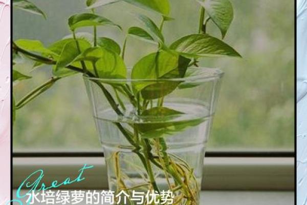 养绿萝风水 养绿萝风水