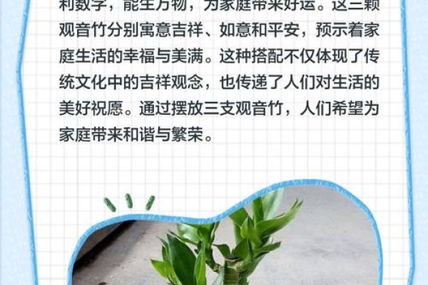 观音竹摆放禁忌是什么 观音竹摆放有哪些禁忌