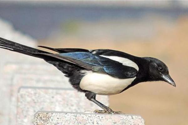 为什么单身？风水：原来是这样