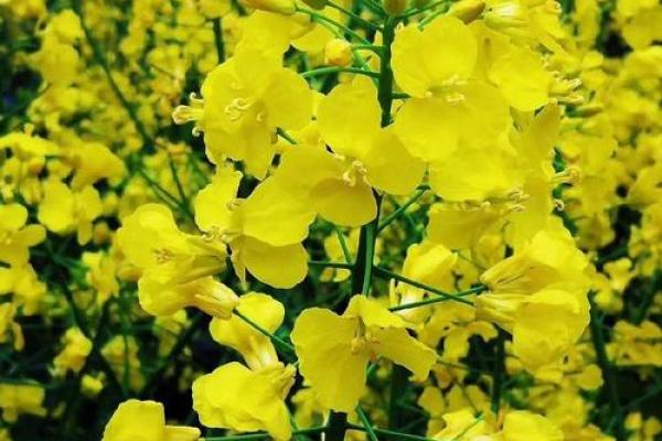 观音灵签清明正好暮春天 观音灵签清明正好暮春天