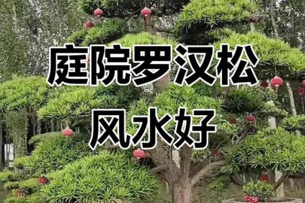 院子的风水_风水庭院种什么花好 院子的风水_风水庭院种什么花好