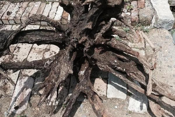 槐木 风水 槐木 风水