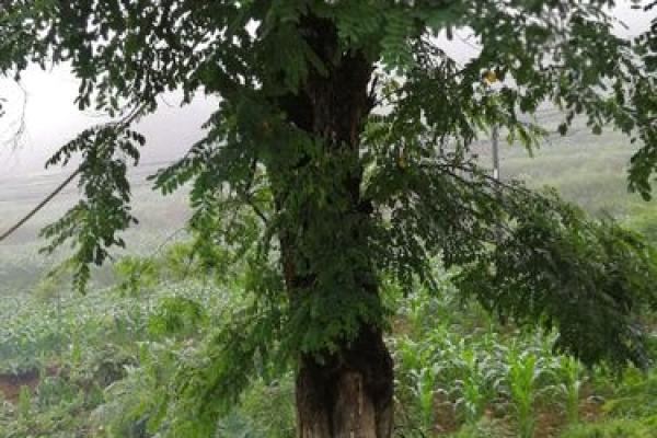 槐木 风水 槐木 风水
