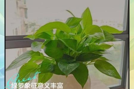 风水上什么颜色最招鬼