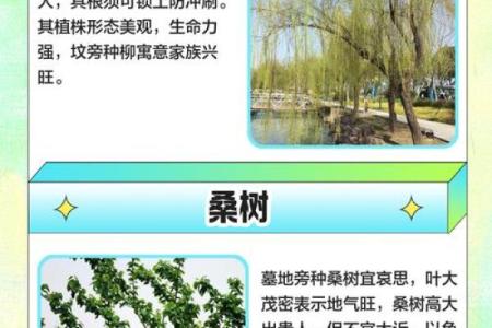 风水学说_北京故宫御花园种了好多柏树