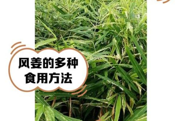 家种姜风水好吗 家种姜风水好吗