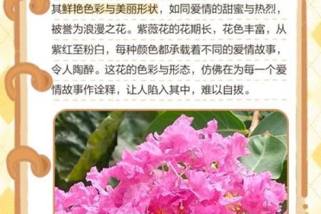 紫薇星明什么意思