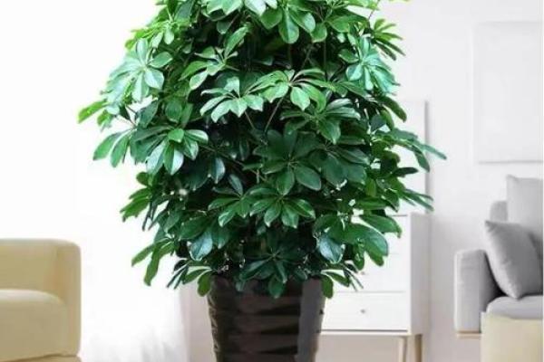 风水家里最旺财的三种树是什么 风水家里最旺财的三种树是什么