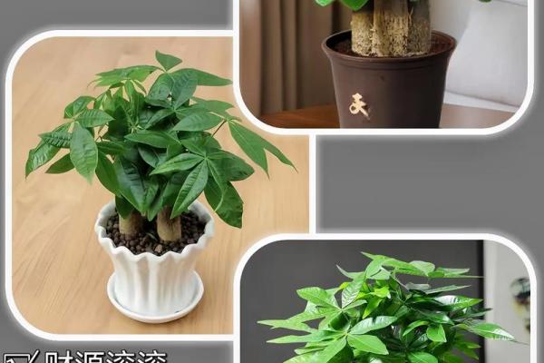 风水家里最旺财的三种树是什么 风水家里最旺财的三种树是什么