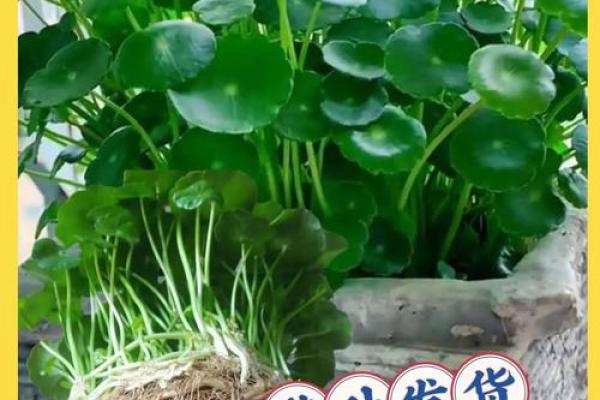 有哪些植物可以改变风水呢？