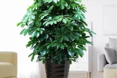 风水家里最旺财的三种树是什么