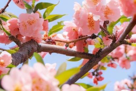 办公室女性招桃花运风水布局 用了桃花运简直不要太好