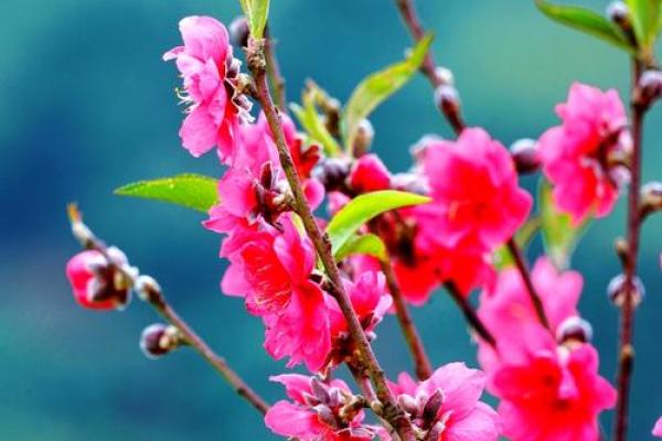 紫薇斗数流年桃花 紫薇斗数流年桃花