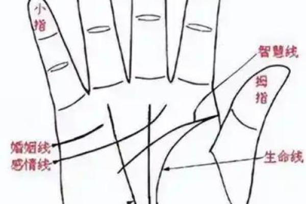 手型算命:兼型手人的性格与命运 手型算命:兼型手人的性格与命运