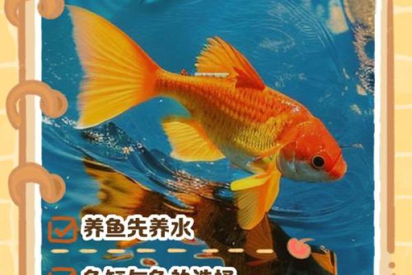 金鱼缸风水尾数功能鱼算不