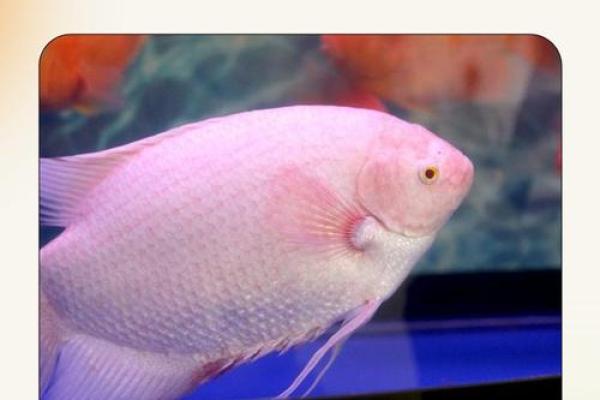 金鱼缸风水尾数功能鱼算不