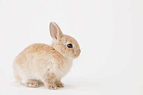 家里养兔子风水,家里养兔子风水好吗 家里养兔子风水,家里养兔子风水好吗