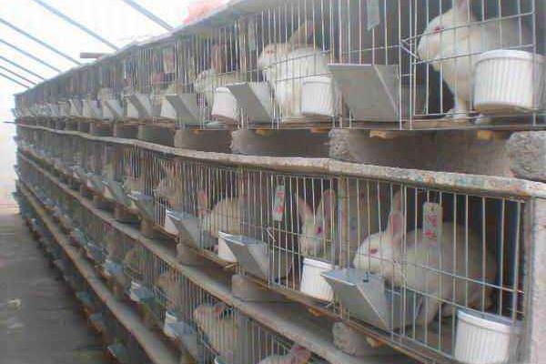 家里养兔子风水,家里养兔子风水好吗 家里养兔子风水,家里养兔子风水好吗