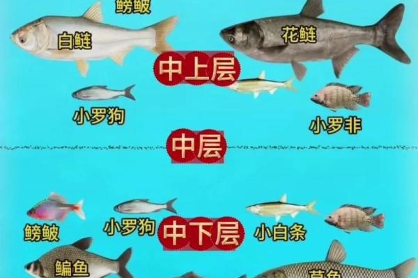 风水鱼的种类大全 风水鱼的种类大全