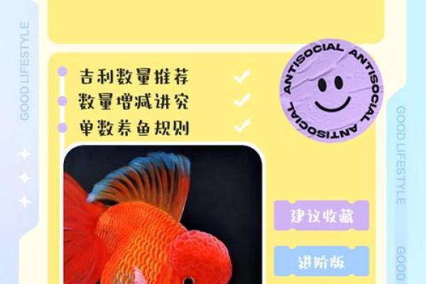 养金鱼有哪些风水讲究-