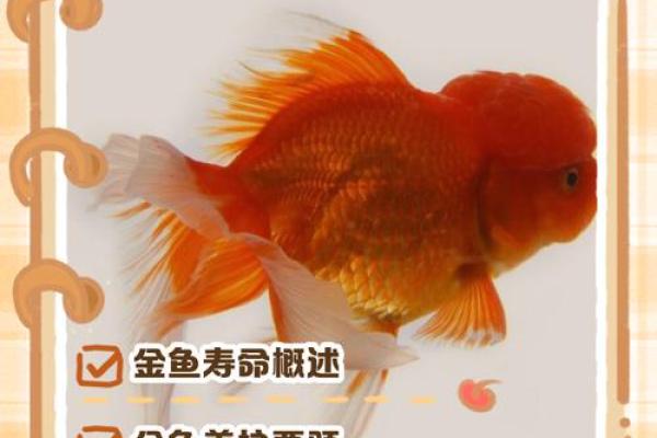 养金鱼有哪些风水讲究-