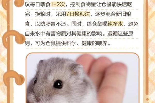 家里养仓鼠对风水好吗