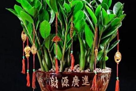 家居风水 一进门摆什么植物最好-