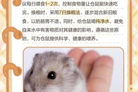 家里养仓鼠对风水好吗