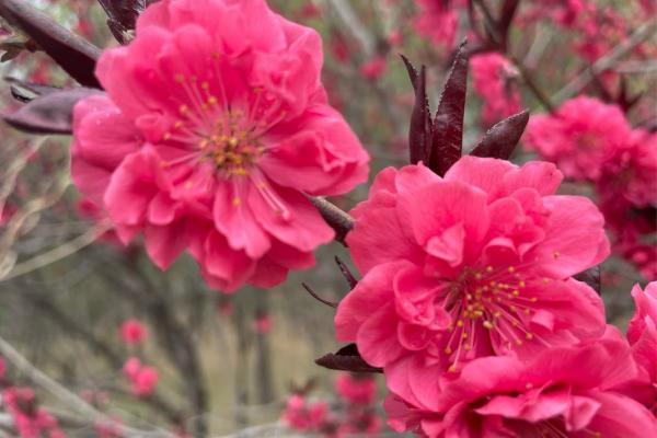 八字里最厉害的桃花