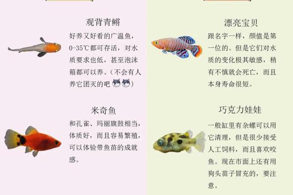 家庭中养鱼，要注意的风水详解