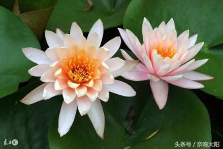 算命师说儿媳绝非善类