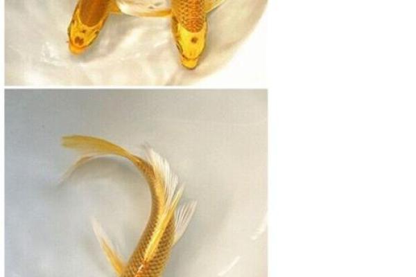 属兔人最适合养什么风水鱼？