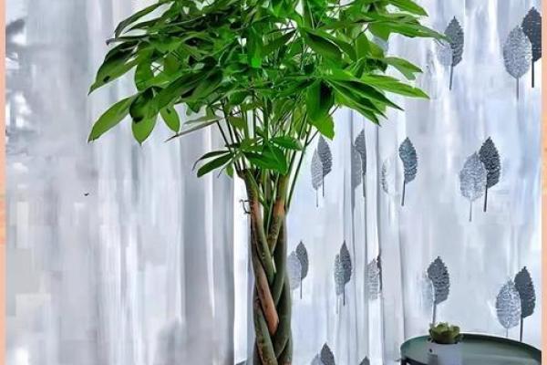 可以增旺宅运的家居风水装饰物有哪些？摆放有什么讲究！