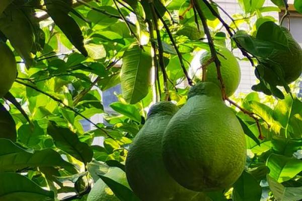 房子屋顶能种柚子树吗风水