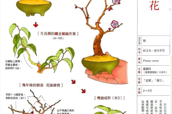 关于梅花的寓意和象征风水