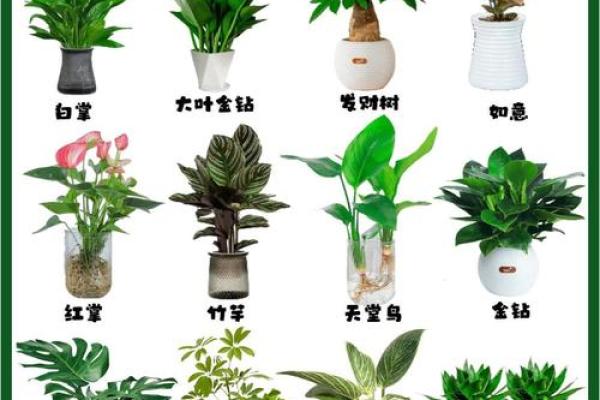 室内盆栽植物的介绍和风水作用 室内盆栽植物的介绍和风水作用