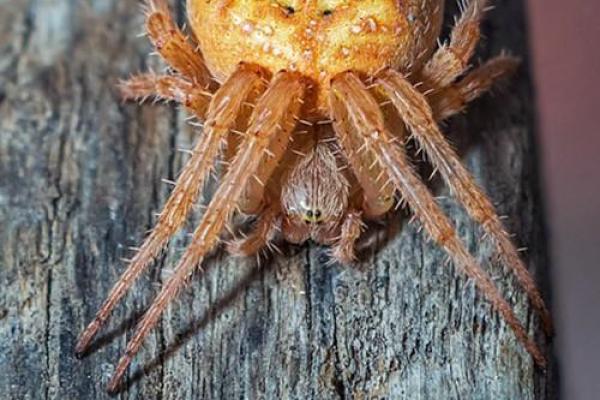 梦见好多尸骨佛滔算命