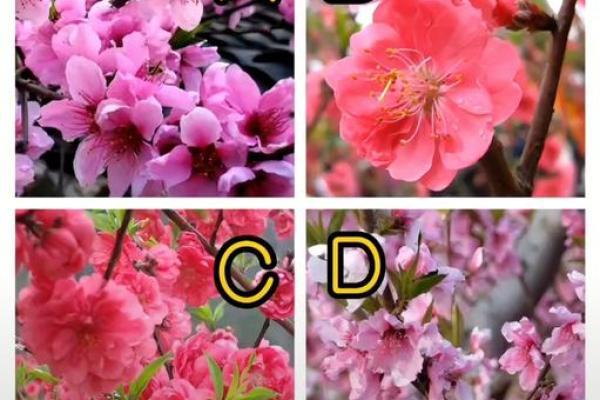 一个小题目测试近时间桃花运