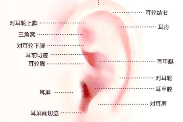 耳朵算命耳朵看运势大全,耳朵命运图解