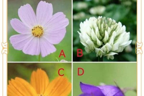 塔罗测试：四月你的桃花运？