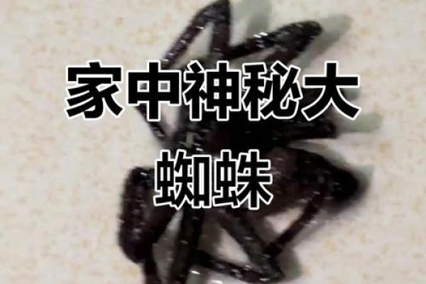 房子上面有大蜘蛛好吗风水 房子上面有大蜘蛛好吗风水