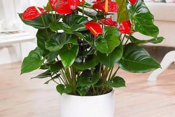 小阳台风水，切记这些好运常来