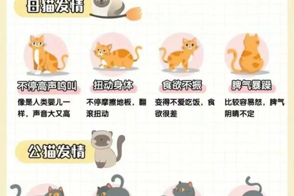 养猫风水 养猫风水