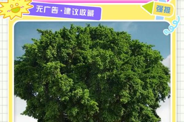 风水的树_大叶榕是吉树还是凶树