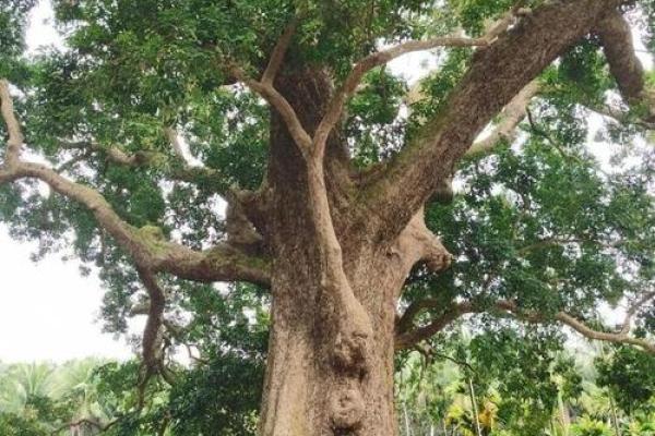 风水的树_大叶榕是吉树还是凶树