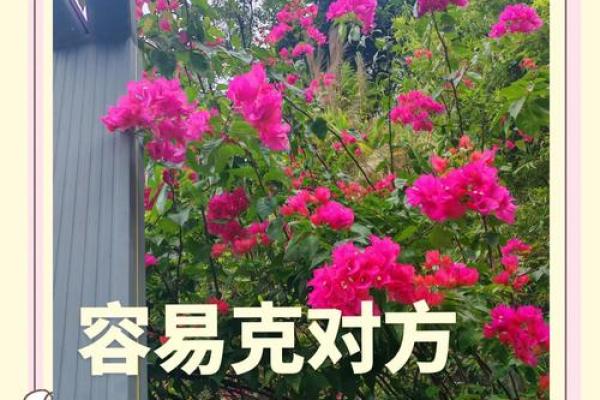 八字中的比 八字中的比