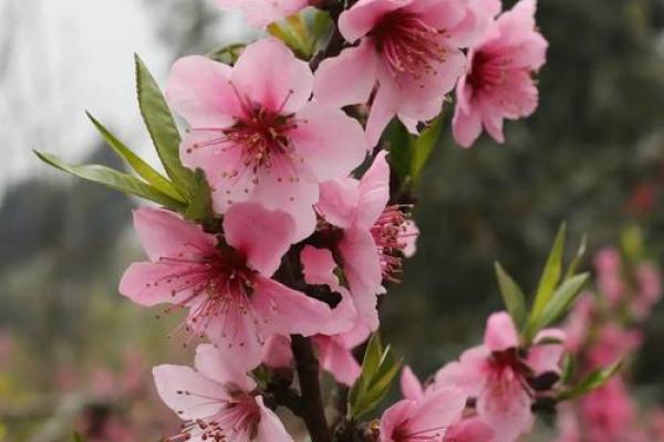 八字中有哪些的桃花魅力最大呢