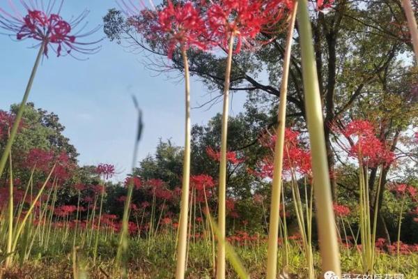 算命花园是什么